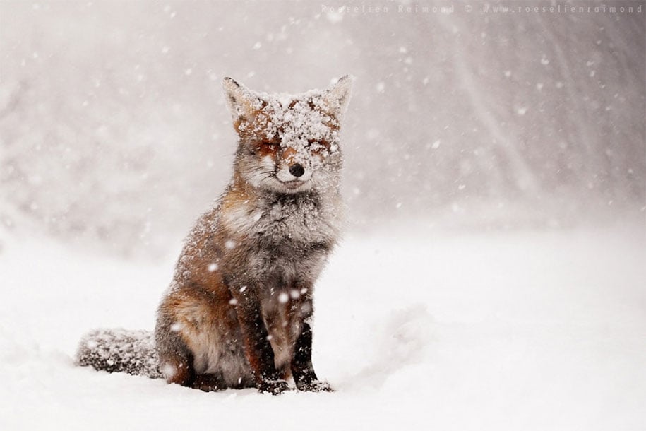 Winter, winter animals pictures, animal snow, cute, photography, winter photography, animal photography, wild animals