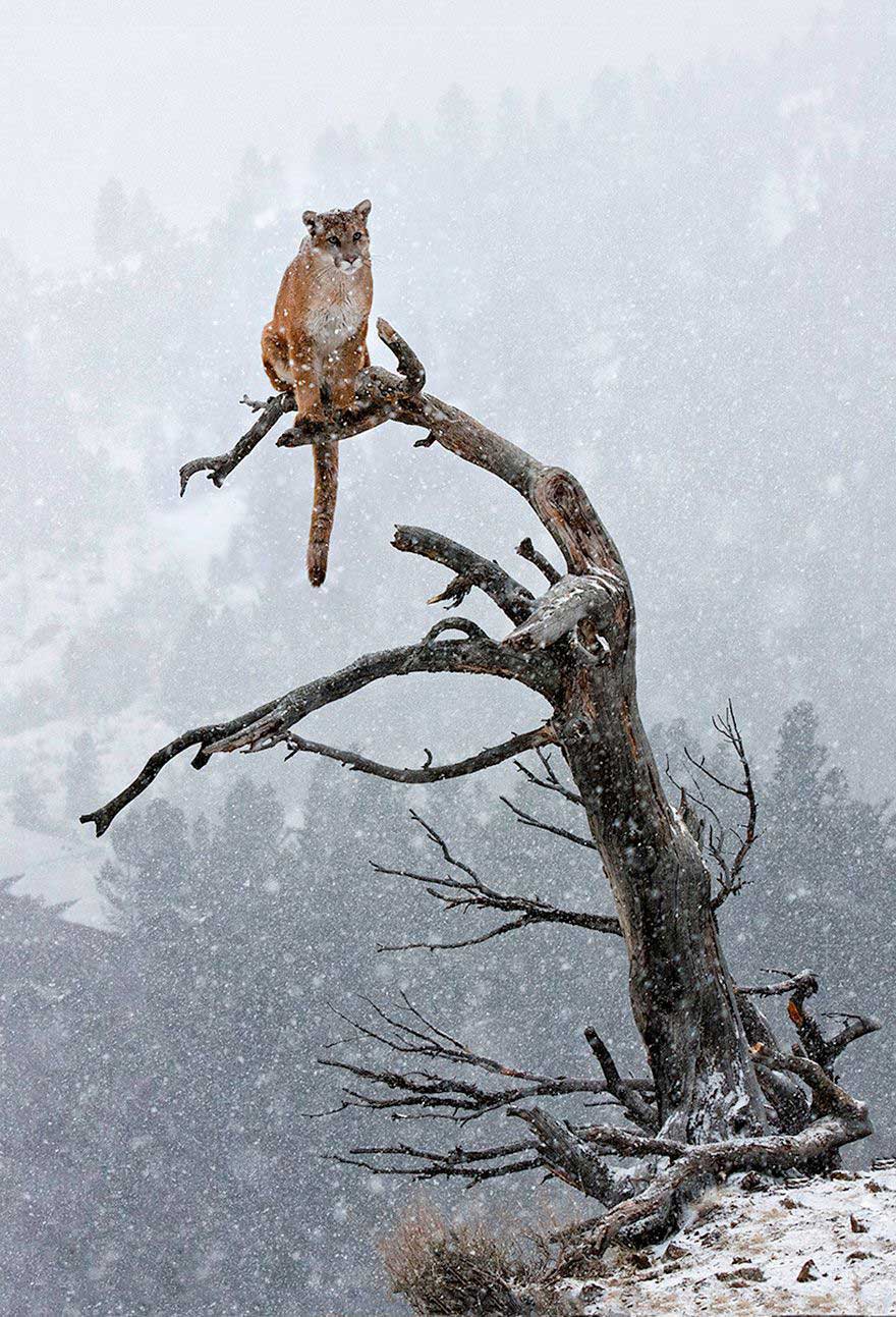 winter, winter animals pictures, animal snow, cute, photography, winter photography, animal photography, wild animals