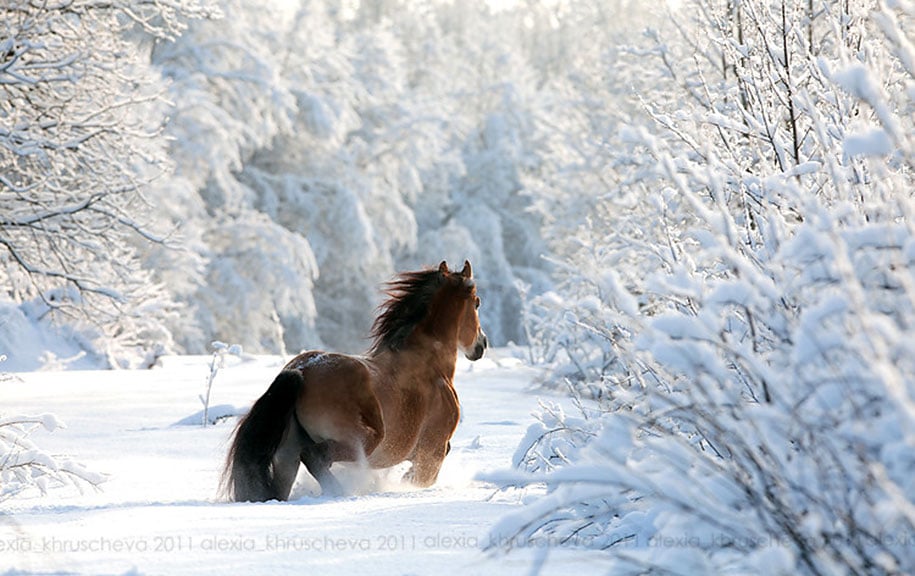 20 Adorable Photos of Animals In Winter Snow | Reckon Talk