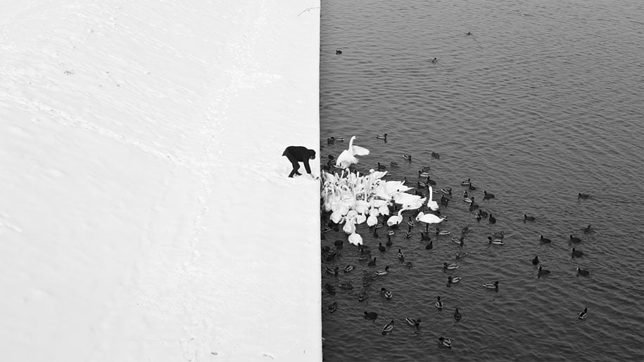 winter, winter animals pictures, animal snow, cute, photography, winter photography, animal photography, wild animals