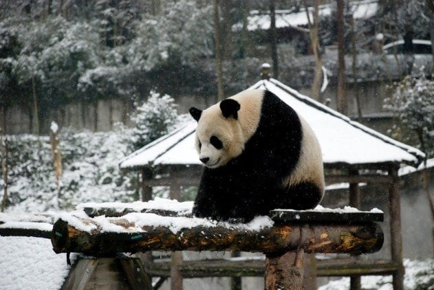 winter, winter animals pictures, animal snow, cute, photography, winter photography, animal photography, wild animals