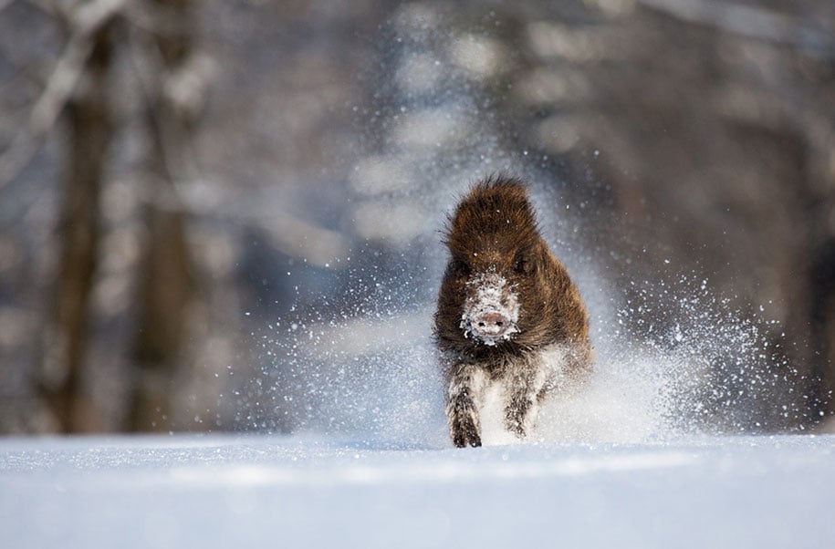 winter, winter animals pictures, animal snow, cute, photography, winter photography, animal photography, wild animals