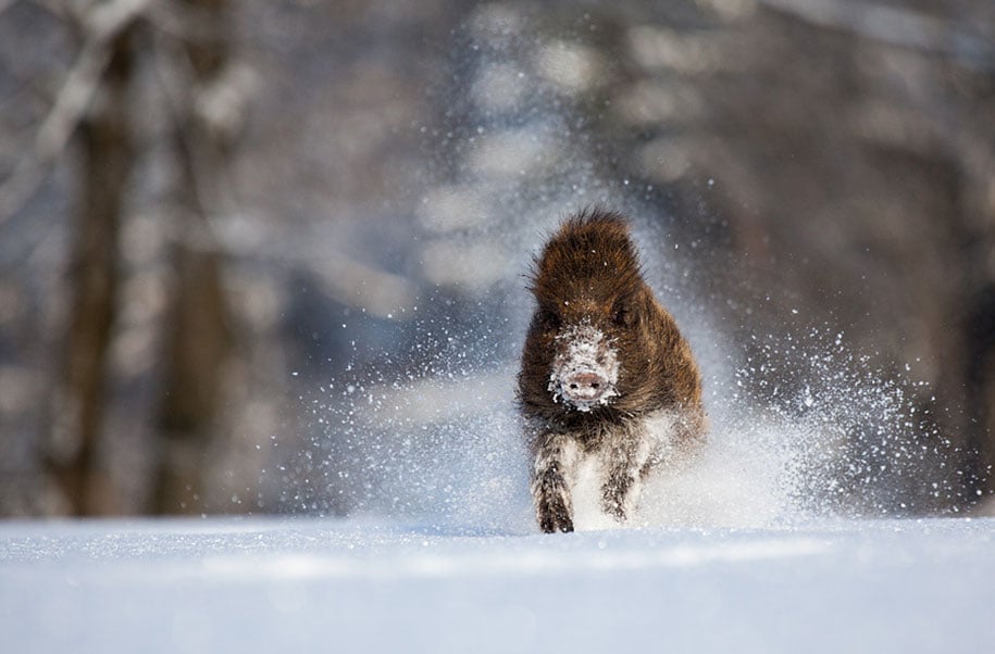 Winter, winter animals pictures, animal snow, cute, photography, winter photography, animal photography, wild animals