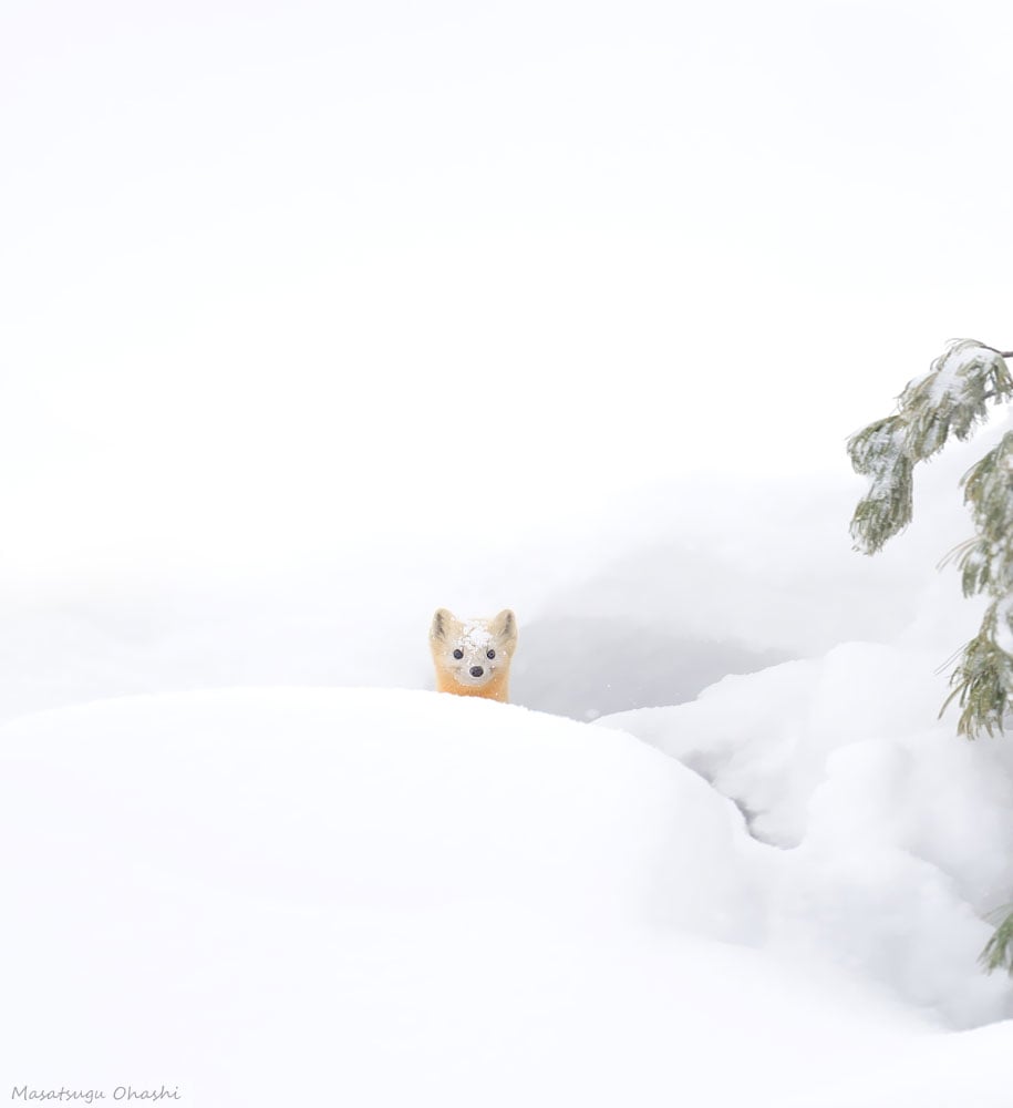 Winter, winter animals pictures, animal snow, cute, photography, winter photography, animal photography, wild animals