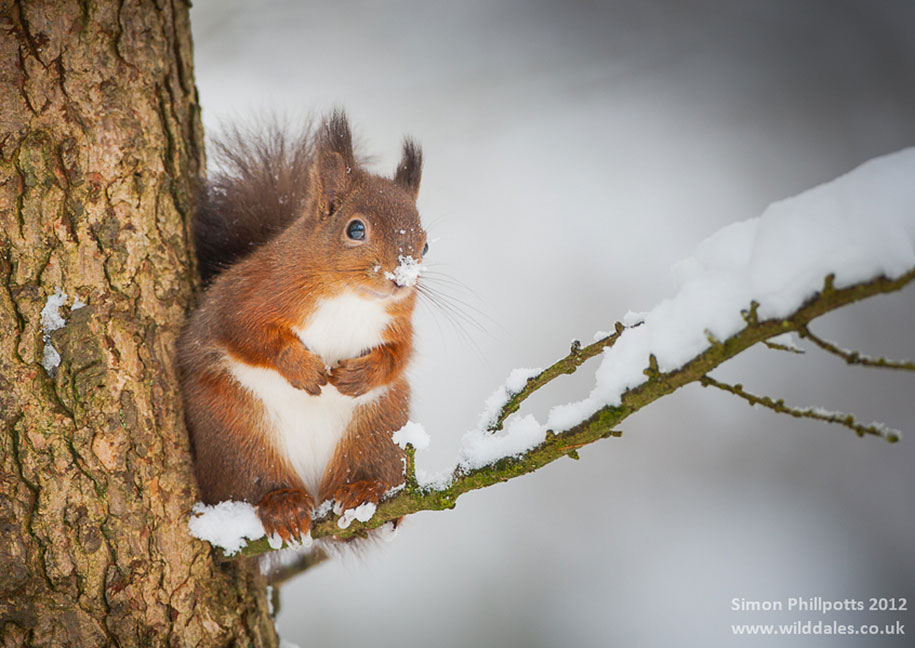 Winter, winter animals pictures, animal snow, cute, photography, winter photography, animal photography, wild animals