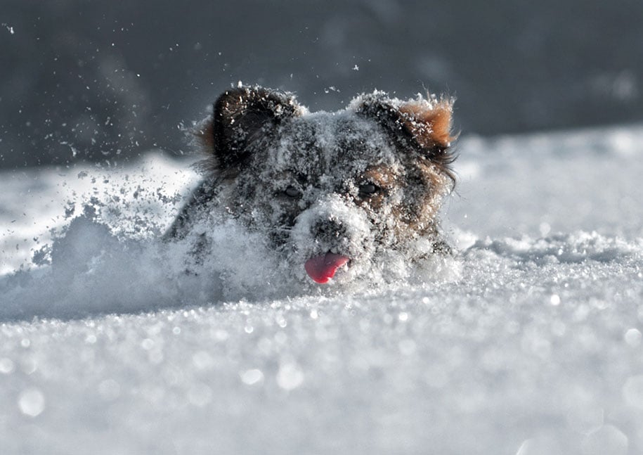 winter, winter animals pictures, animal snow, cute, photography, winter photography, animal photography, wild animals