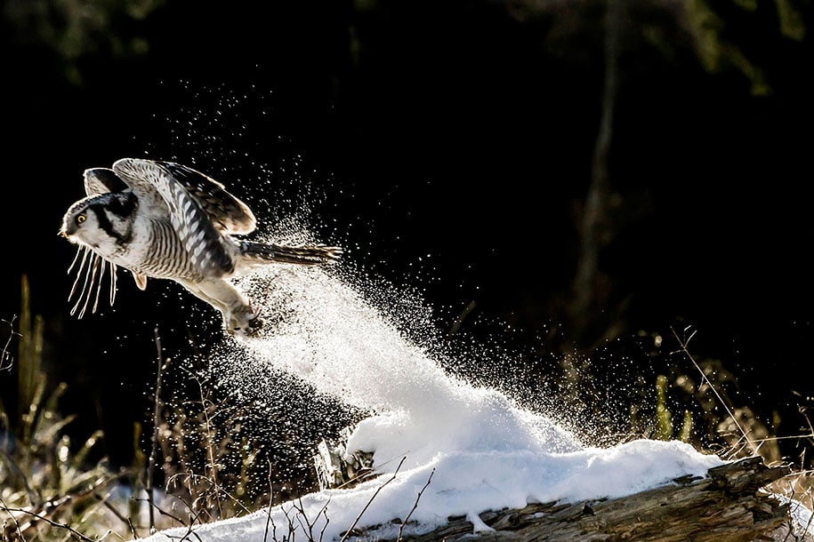 winter, winter animals pictures, animal snow, cute, photography, winter photography, animal photography, wild animals