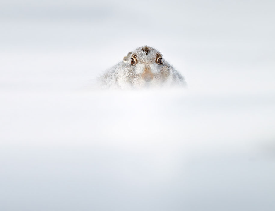 winter, winter animals pictures, animal snow, cute, photography, winter photography, animal photography, wild animals