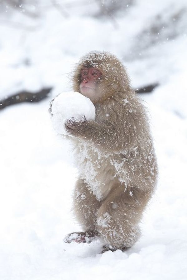 Winter, winter animals pictures, animal snow, cute, photography, winter photography, animal photography, wild animals