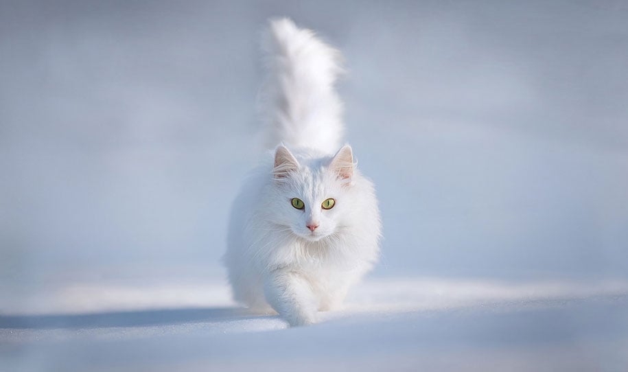 Winter, winter animals pictures, animal snow, cute, photography, winter photography, animal photography, wild animals