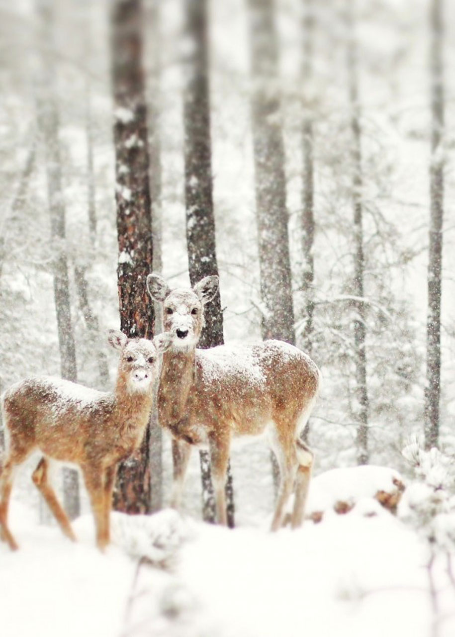 20 Adorable Photos of Animals In Winter Snow | Reckon Talk
