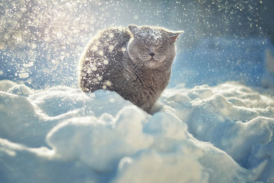 20 Adorable Photos of Animals In Winter Snow | Reckon Talk 20 Adorable Photos of Animals In Winter Snow | Reckon Talk