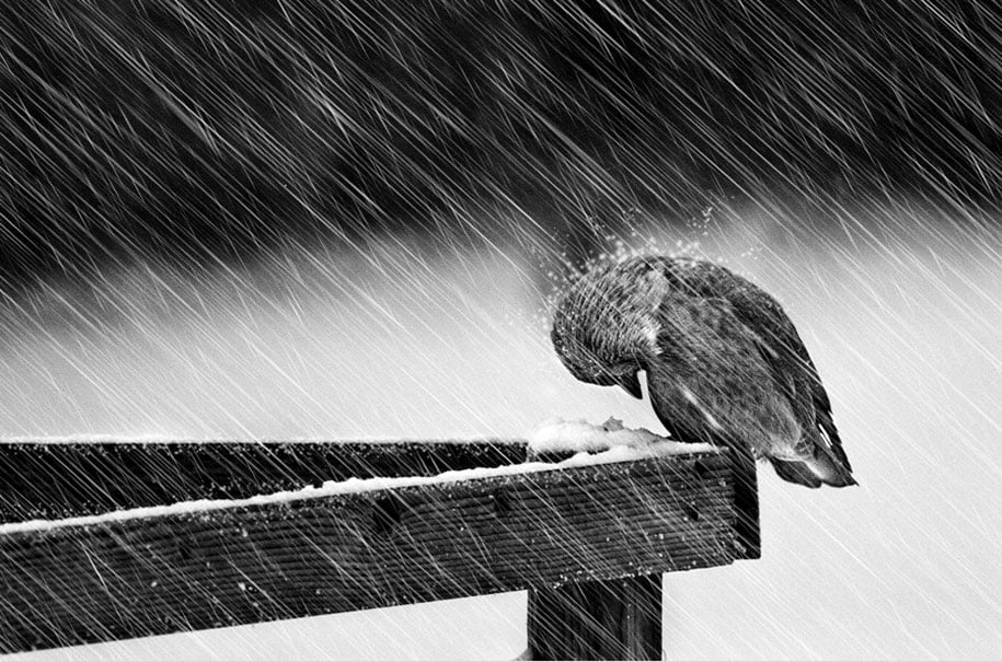 winter, winter animals pictures, animal snow, cute, photography, winter photography, animal photography, wild animals