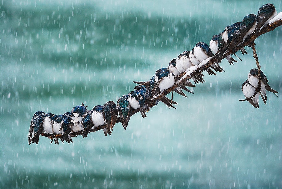 winter, winter animals pictures, animal snow, cute, photography, winter photography, animal photography, wild animals