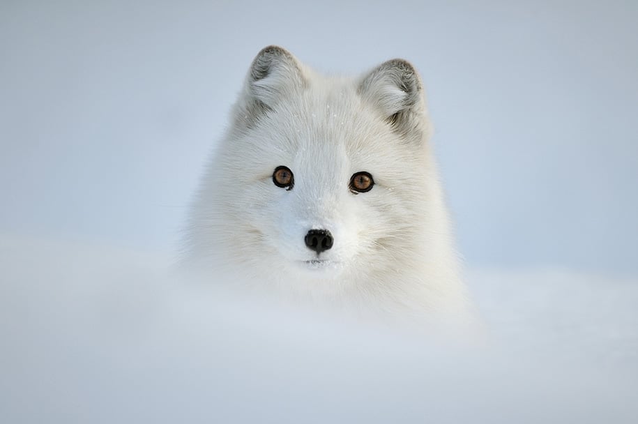 20 Adorable Photos Of Animals In Winter Snow Reckon Talk