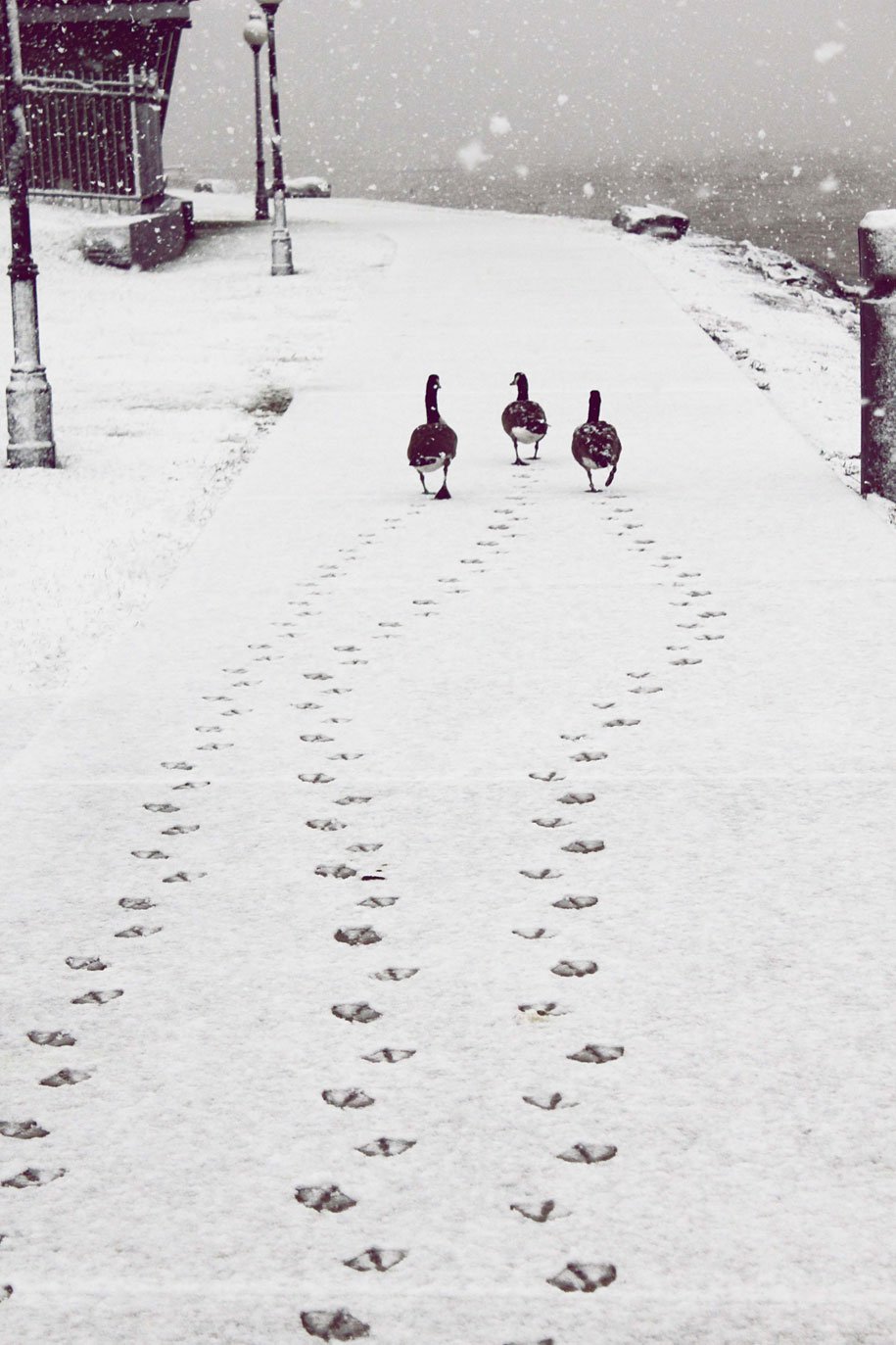 winter, winter animals pictures, animal snow, cute, photography, winter photography, animal photography, wild animals