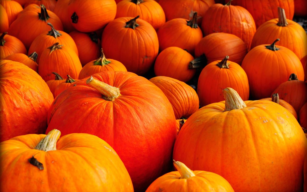kaddu, pumpkin, kaddu benefits, pumpkin benefits, pumpkin health benefits, kaddu ke fayde