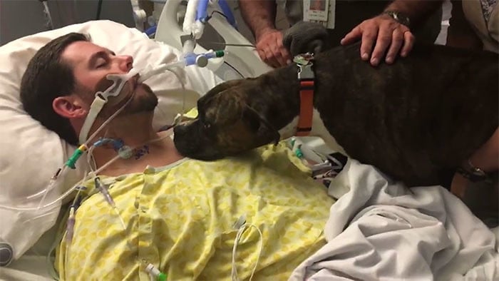 dog, dog visit hospital, heartbreaking, usa, ryan jessen dog mollie, farewells, emotional video