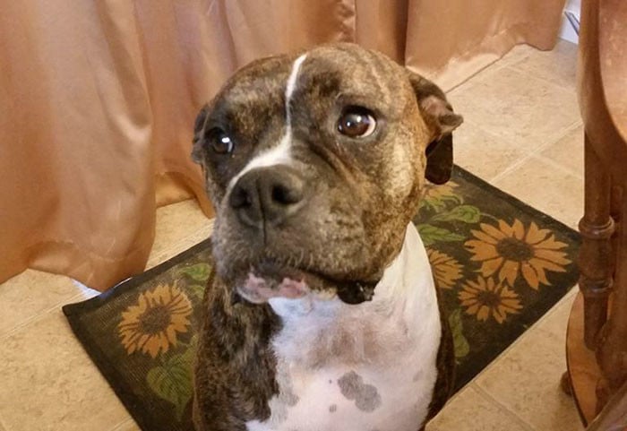 Dog dog visit hospital heartbreaking usa ryan jessen dog mollie farewells emotional video