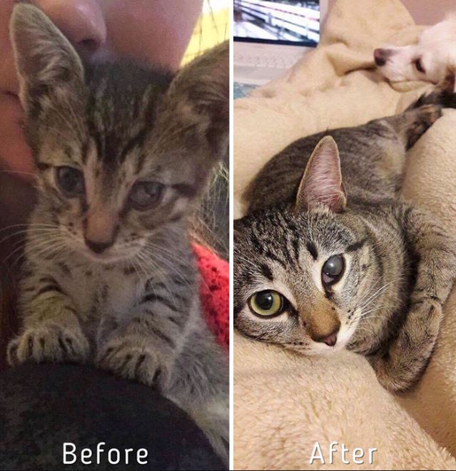 Cat care community, zanda indriksone, latvia, europe, cat rescue, animal escue, before 7 after, kittens, before & after cat rescue, inspirational