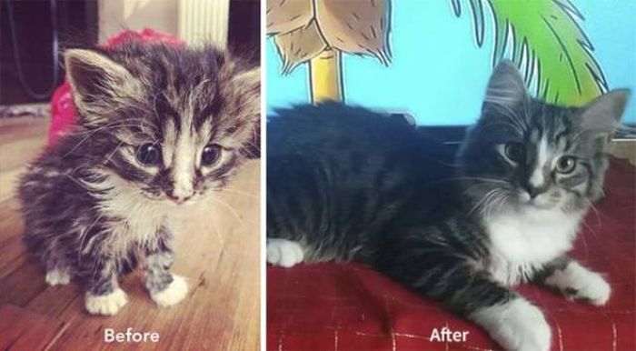Cat care community, zanda indriksone, latvia, europe, cat rescue, animal escue, before 7 after, kittens, before & after cat rescue, inspirational