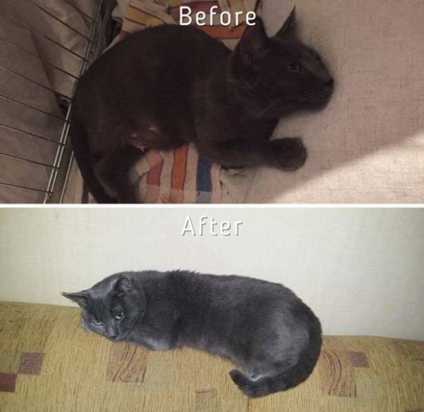 Cat care community, zanda indriksone, latvia, europe, cat rescue, animal escue, before 7 after, kittens, before & after cat rescue, inspirational