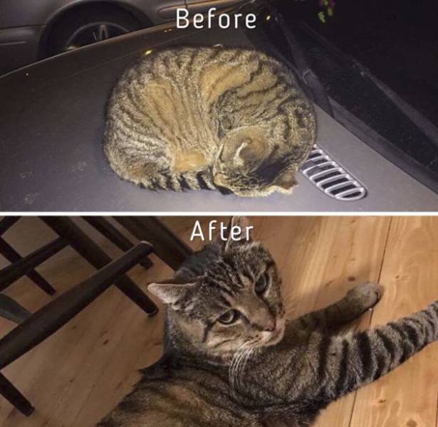 cat care community, zanda indriksone, latvia, europe, cat rescue, animal escue, before 7 after, kittens, before & after cat rescue, inspirational