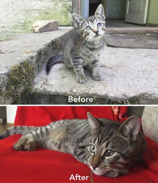 Cat care community, zanda indriksone, latvia, europe, cat rescue, animal escue, before 7 after, kittens, before & after cat rescue, inspirational