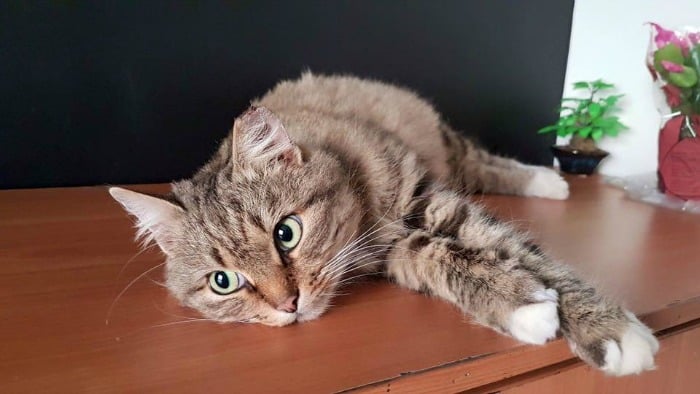 cat care community, zanda indriksone, latvia, europe, cat rescue, animal escue, before 7 after, kittens, before & after cat rescue, inspirational