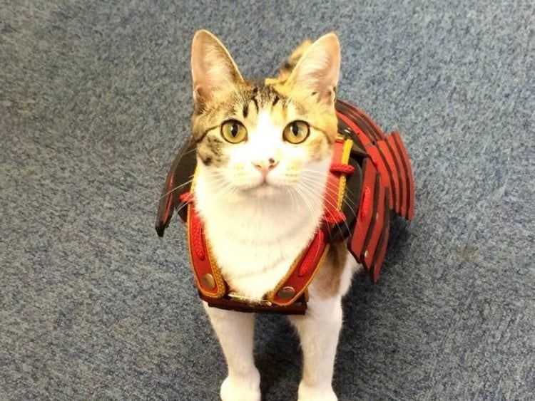 japan, japanese, asia, samurai armor, samurai armor for cats dog, animal fashion, samurai armor costume, samurai armor facts