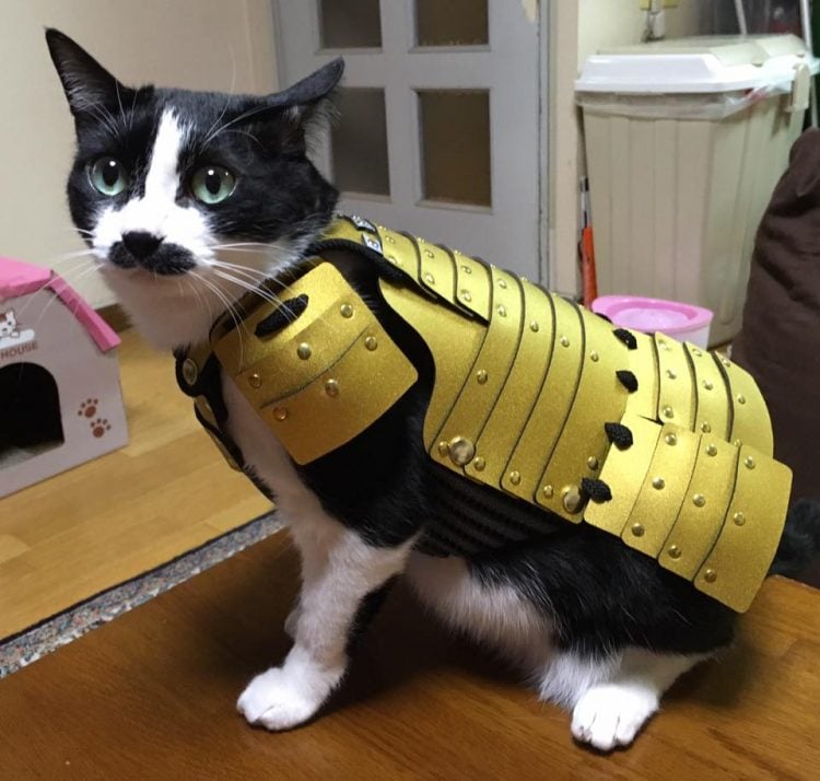 Japan, japanese, asia, samurai armor, samurai armor for cats dog, animal fashion, samurai armor costume, samurai armor facts