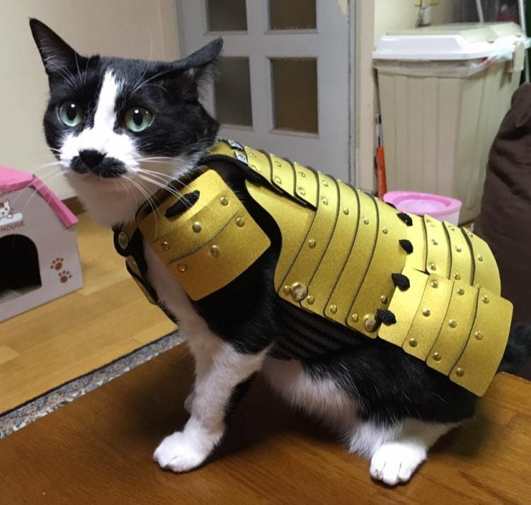 japan, japanese, asia, samurai armor, samurai armor for cats dog, animal fashion, samurai armor costume, samurai armor facts