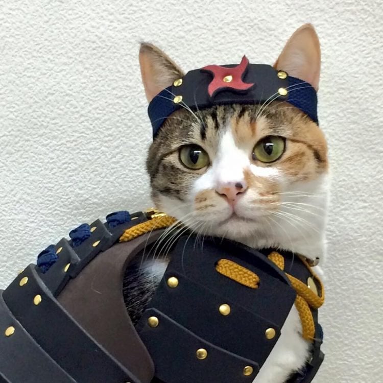 Japan, japanese, asia, samurai armor, samurai armor for cats dog, animal fashion, samurai armor costume, samurai armor facts