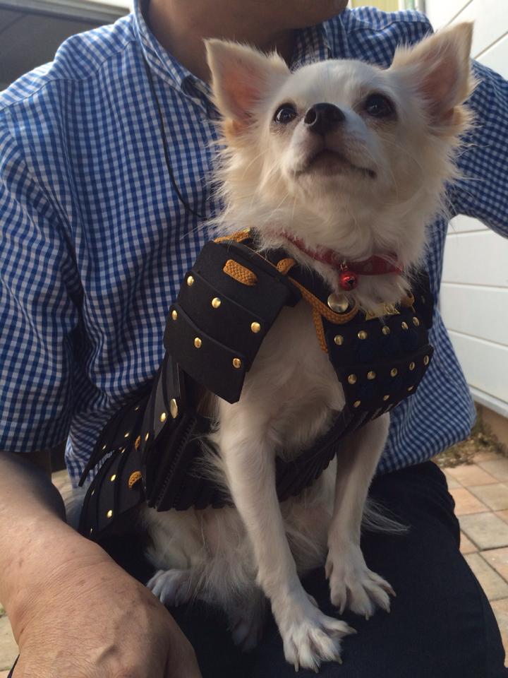 japan, japanese, asia, samurai armor, samurai armor for cats dog, animal fashion, samurai armor costume, samurai armor facts