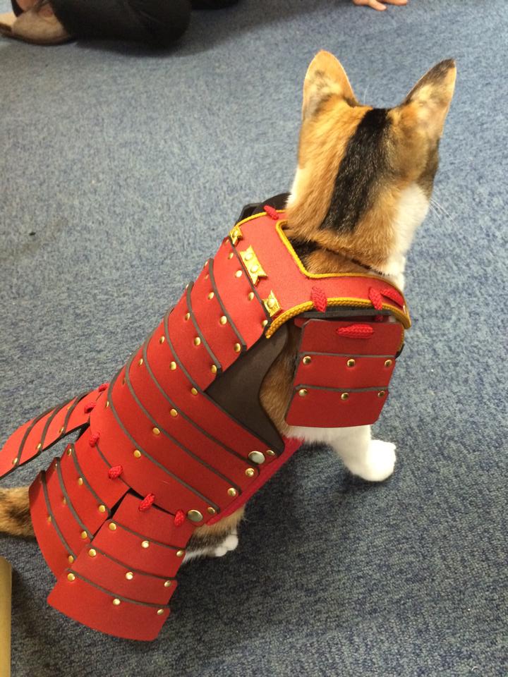 japan, japanese, asia, samurai armor, samurai armor for cats dog, animal fashion, samurai armor costume, samurai armor facts