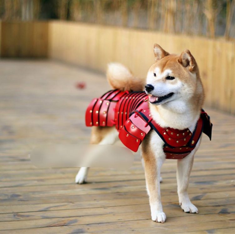 Japan, japanese, asia, samurai armor, samurai armor for cats dog, animal fashion, samurai armor costume, samurai armor facts