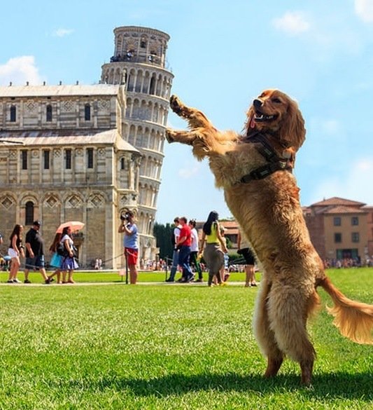 EUROPE, ITALY, LEAN TOWER OF PISA, MONUMENTS, PISA dog