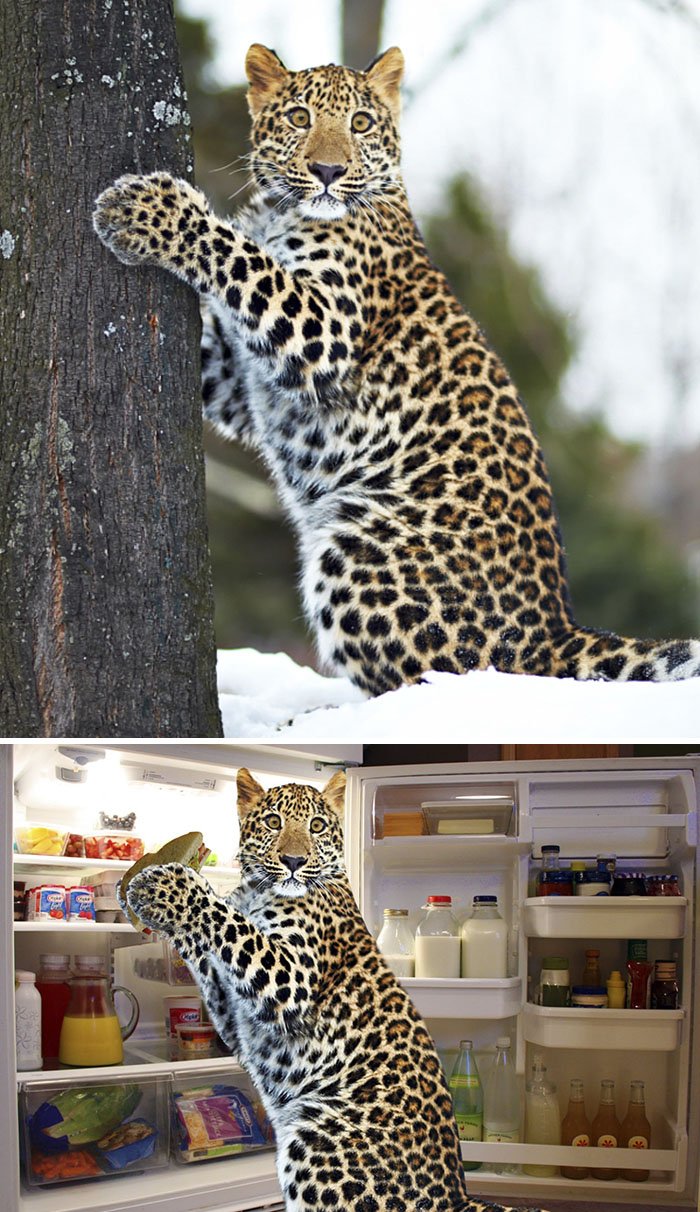 funny, cool, photo, photoshop, photoshop battles, animals, funny animals, viral, photobomb