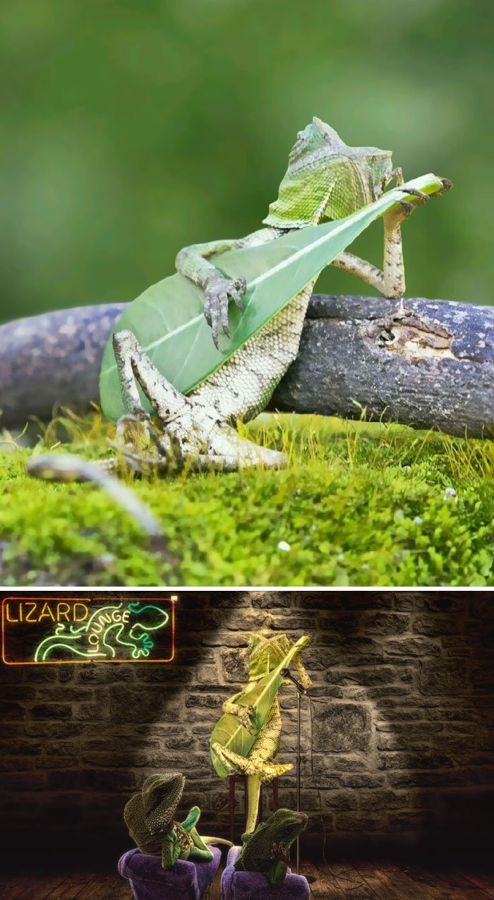 funny, cool, photo, photoshop, photoshop battles, animals, funny animals, viral, photobomb