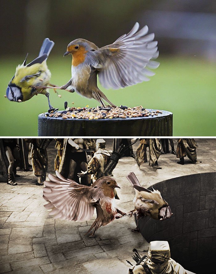 funny, cool, photo, photoshop, photoshop battles, animals, funny animals, viral, photobomb