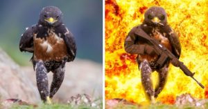 funny, cool, photo, photoshop, photoshop battles, animals, funny animals, viral, photobomb