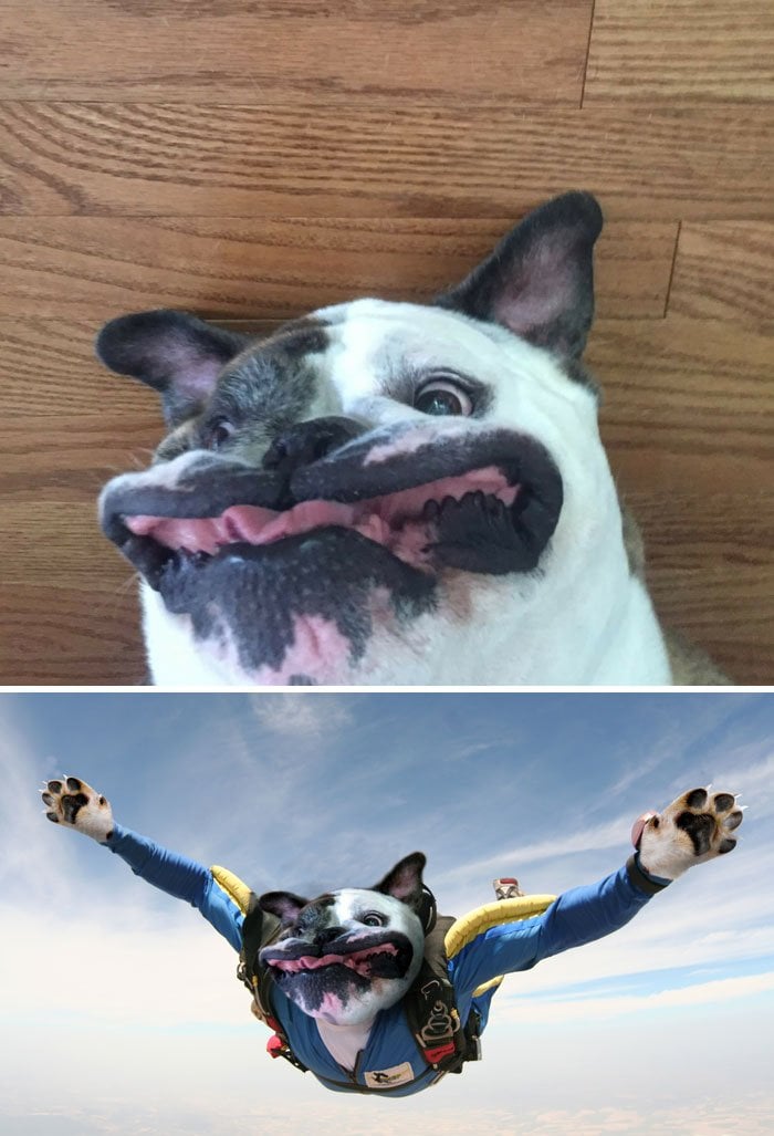 funny, cool, photo, photoshop, photoshop battles, animals, funny animals, viral, photobomb