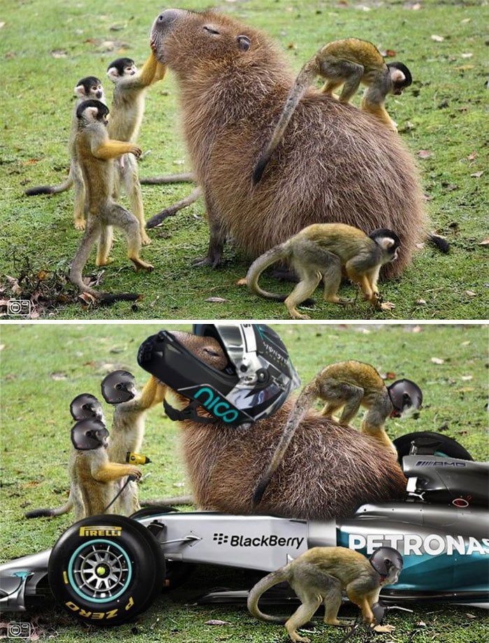 funny, cool, photo, photoshop, photoshop battles, animals, funny animals, viral, photobomb