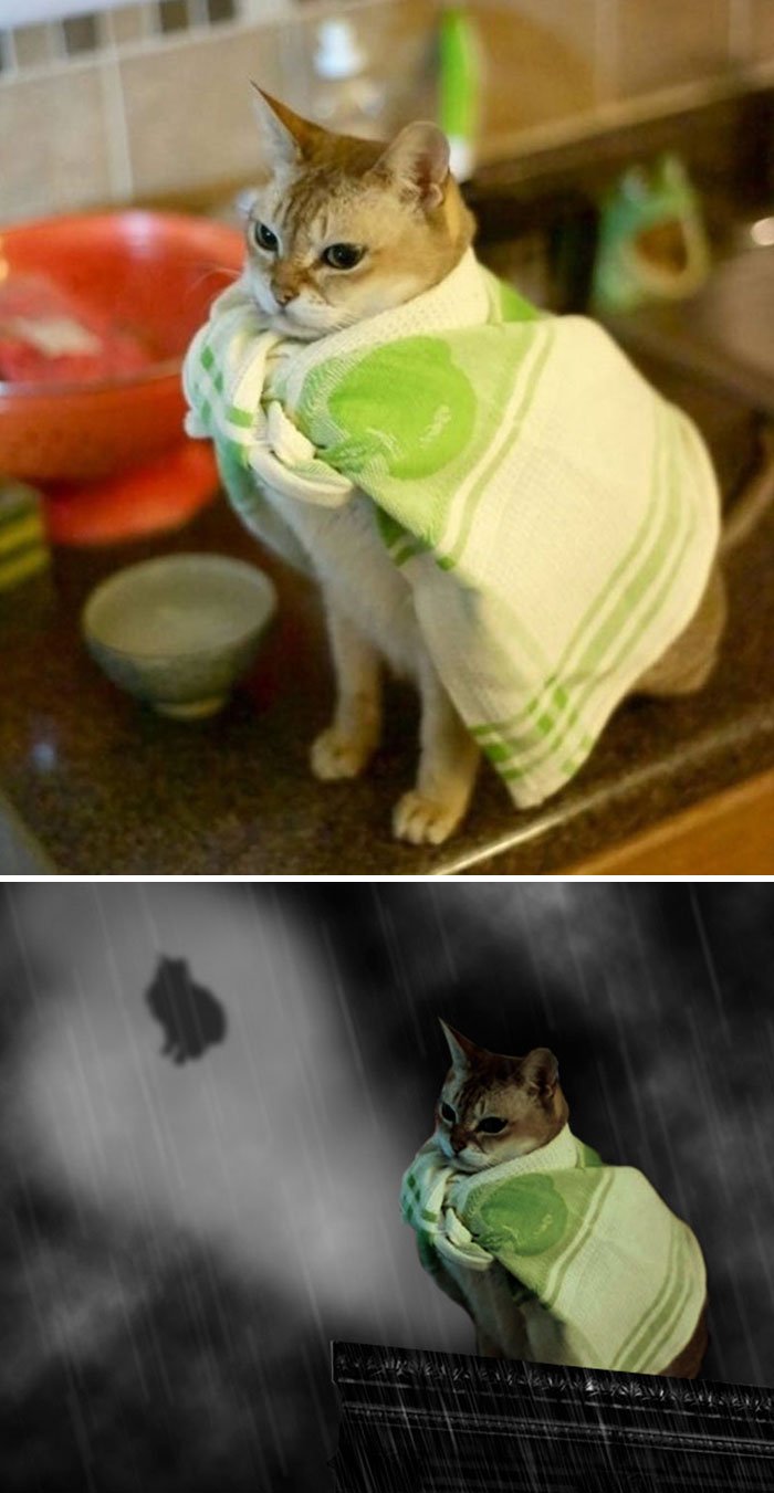 funny, cool, photo, photoshop, photoshop battles, animals, funny animals, viral, photobomb