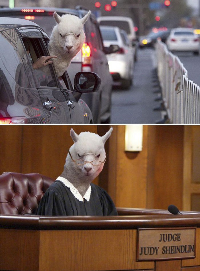 funny, cool, photo, photoshop, photoshop battles, animals, funny animals, viral, photobomb