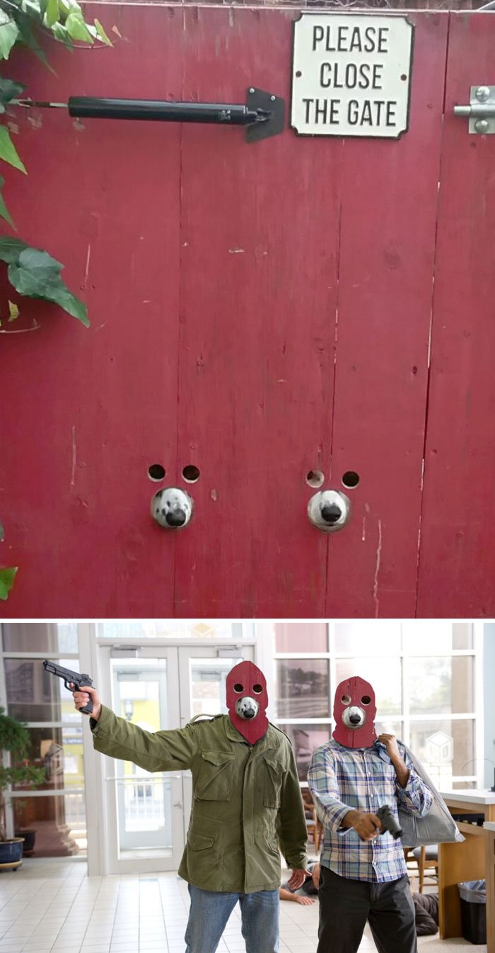 funny, cool, photo, photoshop, photoshop battles, animals, funny animals, viral, photobomb