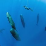 sperm whale sleeping 1