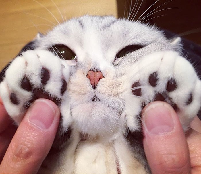 Instagram, viral, cute, japan, japanese, hana cat, big eye cat, scottish fold cat, hana instagram cat