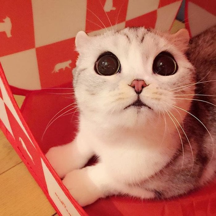 instagram, viral, cute, japan, japanese, hana cat, big eye cat, scottish fold cat, hana instagram cat