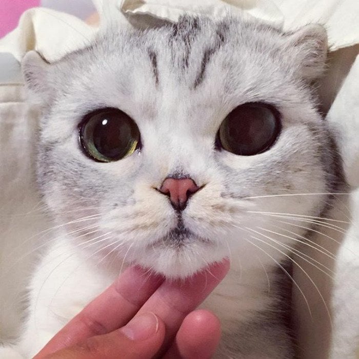 Instagram, viral, cute, japan, japanese, hana cat, big eye cat, scottish fold cat, hana instagram cat